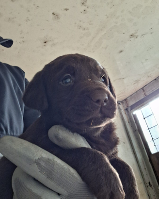 Labrador