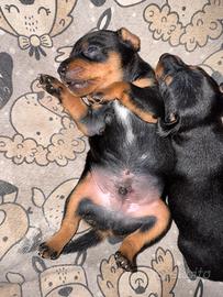 Pinscher