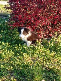 Maschi di border collie