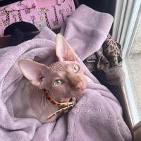 Gatto sphynx 6mese