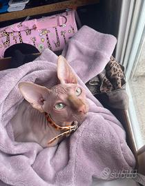 Gatto sphynx 6mese