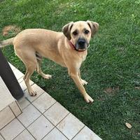 Cucciolo di meticcio Scooby