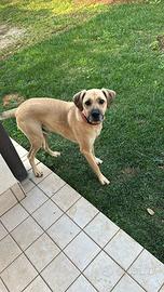 Cucciolo di meticcio Scooby