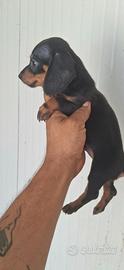 Cuccioli di Bassotto kaninken di tre mesi