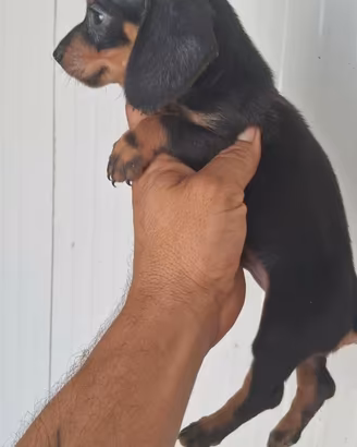 Cuccioli di Bassotto kaninken di tre mesi