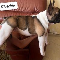 Cuccioli Bulldog Francese 3 mesi Maschio e femmin
