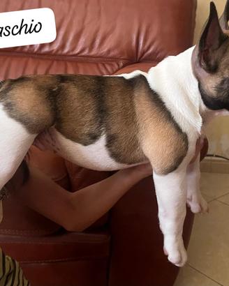 Cuccioli Bulldog Francese 3 mesi Maschio e femmin