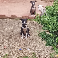 Cuccioli Pitbull UKC