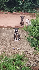 Cuccioli Pitbull UKC