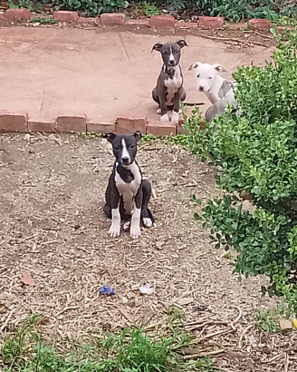 Cuccioli Pitbull UKC