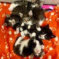 Norvegesi delle foreste cuccioli - Pedigree ENFI