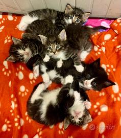 Norvegesi delle foreste cuccioli - Pedigree ENFI