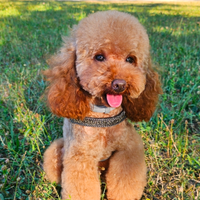 Barboncino toy red con pedigree ENCI per monta