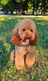 Barboncino toy red con pedigree ENCI per monta