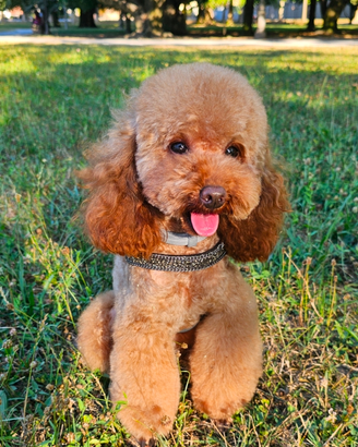 Barboncino toy red con pedigree ENCI per monta