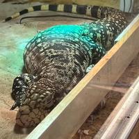 Boa suriname, tegu, anaconda e ratti