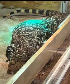 Boa suriname, tegu, anaconda e ratti