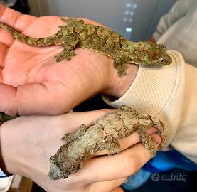 Mniarogekko chahoua coppia adulti