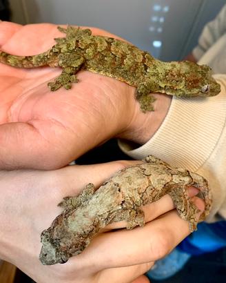 Mniarogekko chahoua coppia adulti