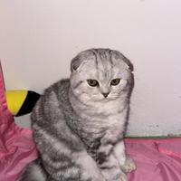 Scottish Fold