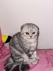 Scottish Fold
