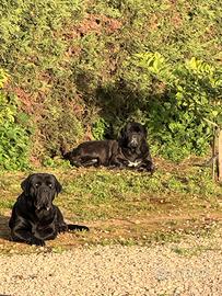 Cuccioli di cane corso