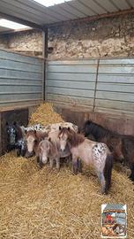 Mini Horse Pony