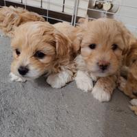 Splendidi Cuccioli Maltipoo F2b