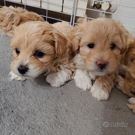 Splendidi Cuccioli Maltipoo F2b