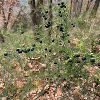 Semi asparagi selvatici Irpini