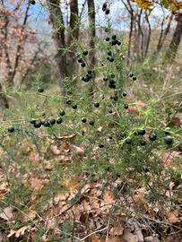 Semi asparagi selvatici Irpini
