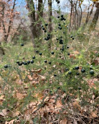 Semi asparagi selvatici Irpini