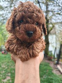 Barboncini Red pedigree Enci