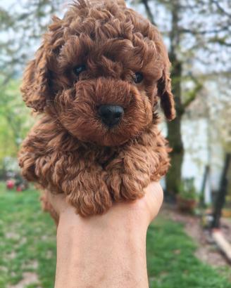 Barboncini Red pedigree Enci