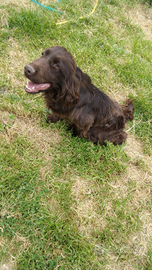 Cocker spaniel