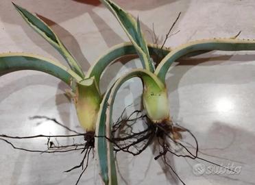 Agave americana variegata