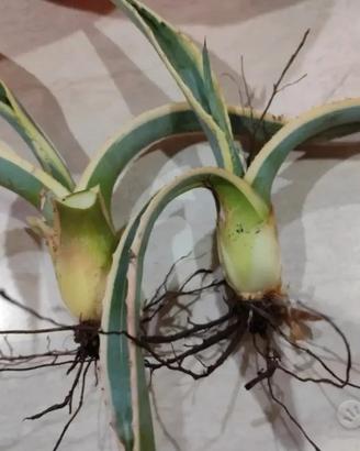 Agave americana variegata