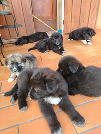 Cuccioli pastore