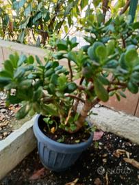 Allbero di Giada o Crassula ovata