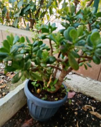 Allbero di Giada o Crassula ovata