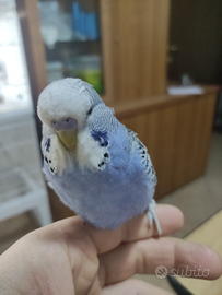 Cocorite allevati a mano