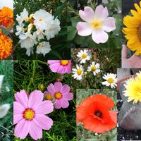 Semi Alcea, Ibisco,  Echinacea, Bella di notte