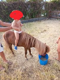Mini pony