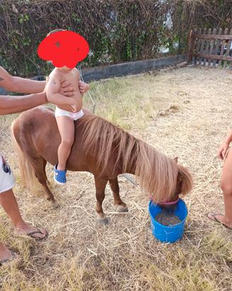 Mini pony