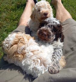 Cuccioli di lagotto romagnolo