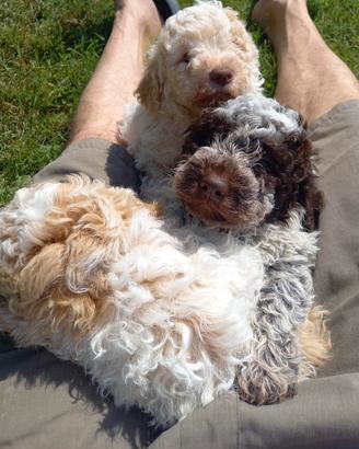 Cuccioli di lagotto romagnolo