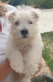 West Highland White Terrier
