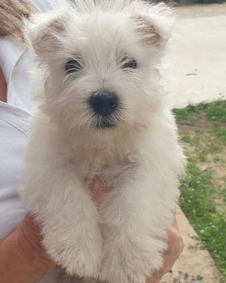 West Highland White Terrier