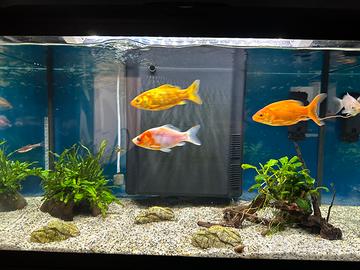 Acquario come nuovo 60Lt