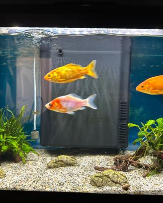 Acquario come nuovo 60Lt
